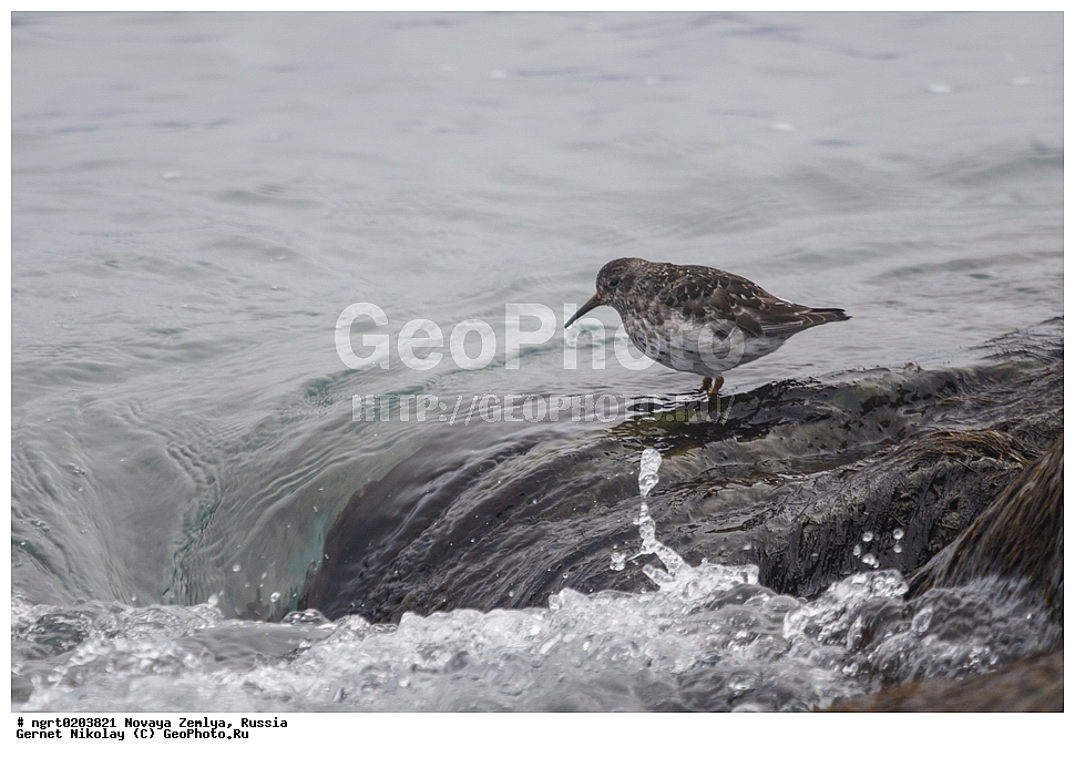 �������, ��������, ���������, �����, ���������, ������, �������� ���������� �����, �������� ��, ��� �������, ����� �����, ��������� ����, ������� ����, ��������, ��������, ��������, �����������, �����, �����, �����, ������, XYZ, ���������, Scolopacidae, ������� ��������, Calidris maritima