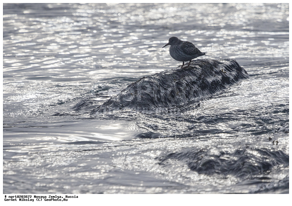 �������, ��������, ���������, �����, ���������, ������, �������� ���������� �����, �������� ��, ��� �������, ����� �����, ��������� ����, ������� ����, ��������, ��������, ��������, �����������, �����, �����, �����, ������, XYZ, ���������, Scolopacidae, ������� ��������, Calidris maritima