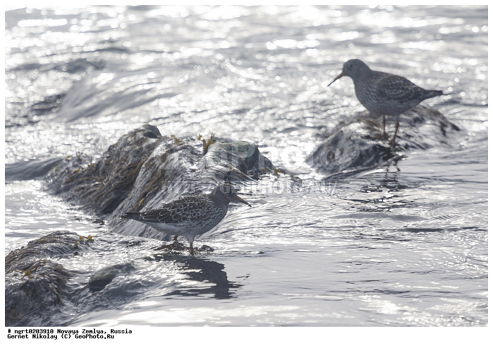 �������, ��������, ���������, �����, ���������, ������, �������� ���������� �����, �������� ��, ��� �������, ����� �����, ��������� ����, ������� ����, ��������, ��������, ��������, �����������, �����, �����, �����, ������, XYZ, ���������, Scolopacidae, ������� ��������, Calidris maritima