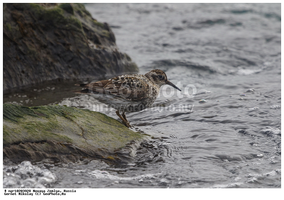 �������, ��������, ���������, �����, ���������, ������, �������� ���������� �����, �������� ��, ��� �������, ����� �����, ��������� ����, ������� ����, ��������, ��������, ��������, �����������, �����, �����, �����, ������, XYZ, ���������, Scolopacidae, ������� ��������, Calidris maritima