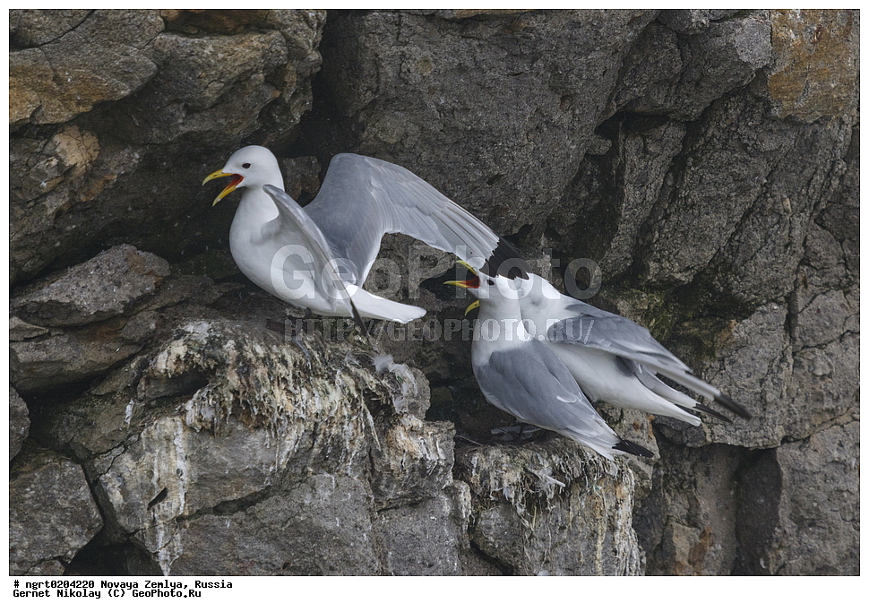 �������, ��������, ���������, �����, ���������, ������, �������� ���������� �����, �������� ��, ��� �������, ����� �����, ��������� ����, ������� ����, ��������, ��������, �����, �����, ��������, �����������, ������� �����, ������� �����, ������ �����, �������, XYZ, ��������, Laridae, ������, Rissa tridactyla