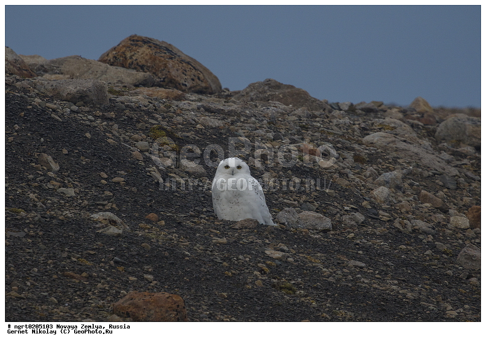 �������, ��������, ���������, �����, ���������, ������, �������� ���������� �����, �������� ��, ��� �������, ����� �����, ��������� ����, ������� ����, ��������, ��������, �����, �����, ��������, �����������, ������ �����, ������ �����, XYZ, �������, ��������� ����, Strigidae, Nyctea scandiaca, Bubo scandiacus