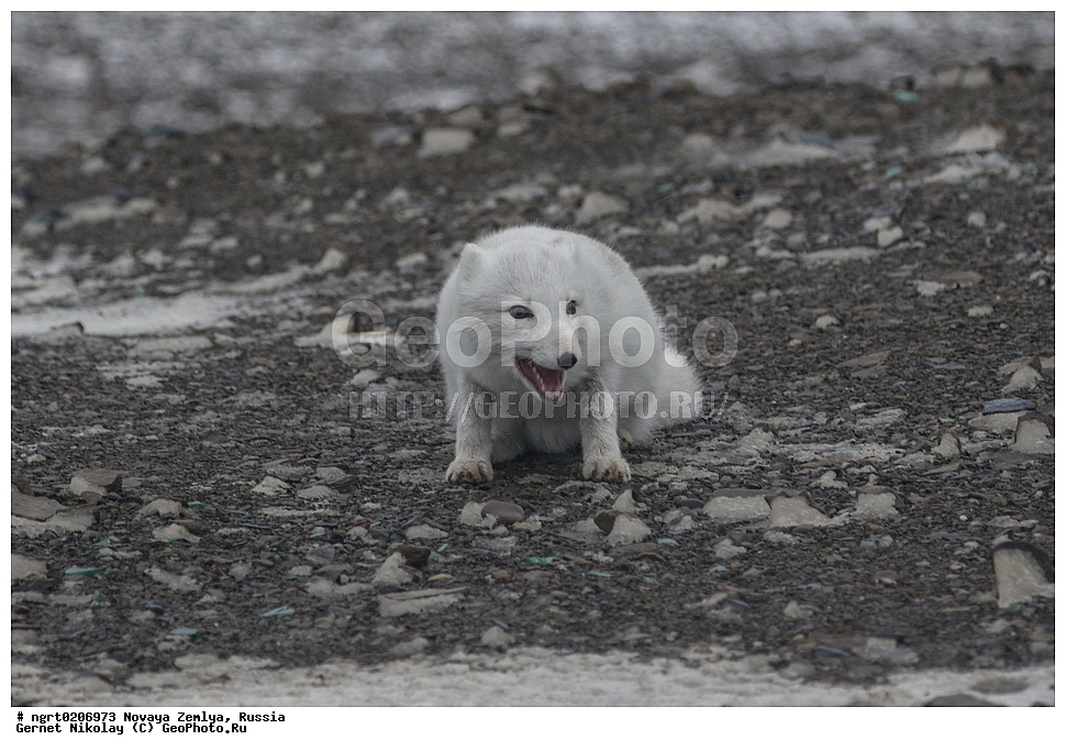 �������, ��������, ���������, �����, ���������, ������, �������� ���������� �����, �������� ��, ��� �������, ����� �����, ��������� ����, ������� ����, ��������, ��������, �������, ������, �������������, �������������, �����, �����, XYZ ������, �������, ������, Canidae, �����, �������� ������, Alopex Lagopus, Vulpes lagopus, ����������� ����