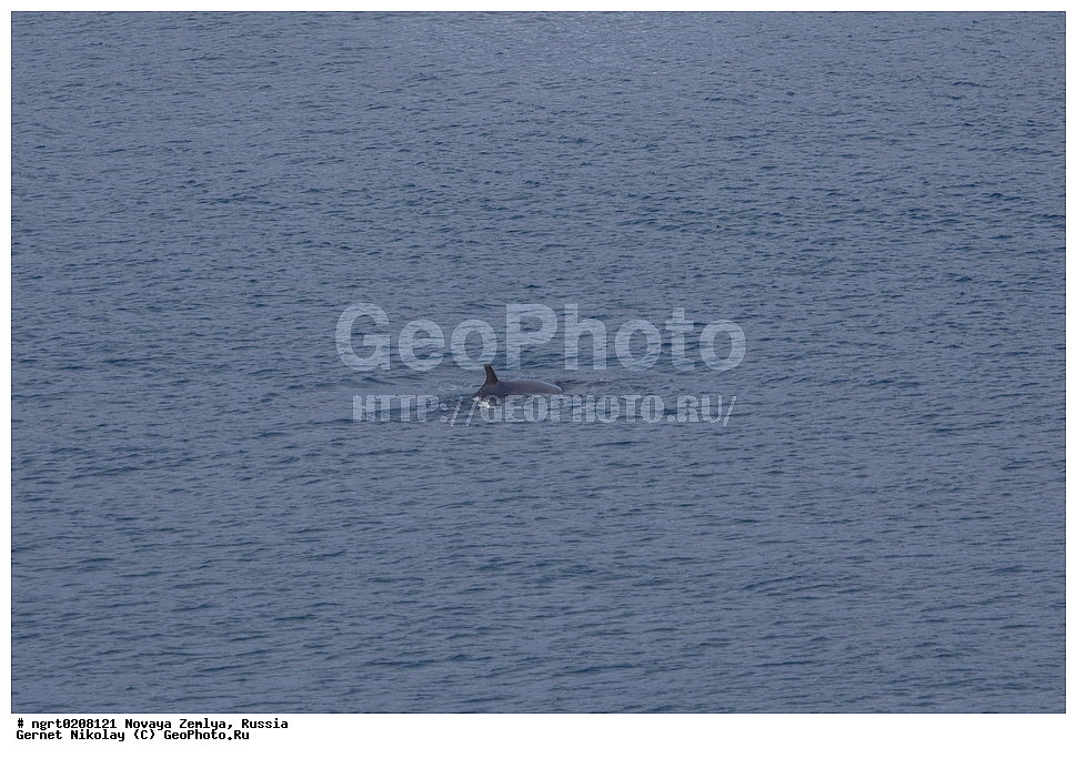 �������, ��������, ���������, �����, ���������, ������, �������� ���������� �����, �������� ��, ��� �������, ����� �����, ��������� ����, ������� ����, ��������, ��������, ������� �������������, ������� �������������, ������� �����, ������� �����, XYZ, ������������� ����, ����������, Balaenopteridae, ����� ��������� �����, ���������� ���������, �������� ����� ���������, ����� ���������, ���������� ���������, Balaenoptera acutorostrata