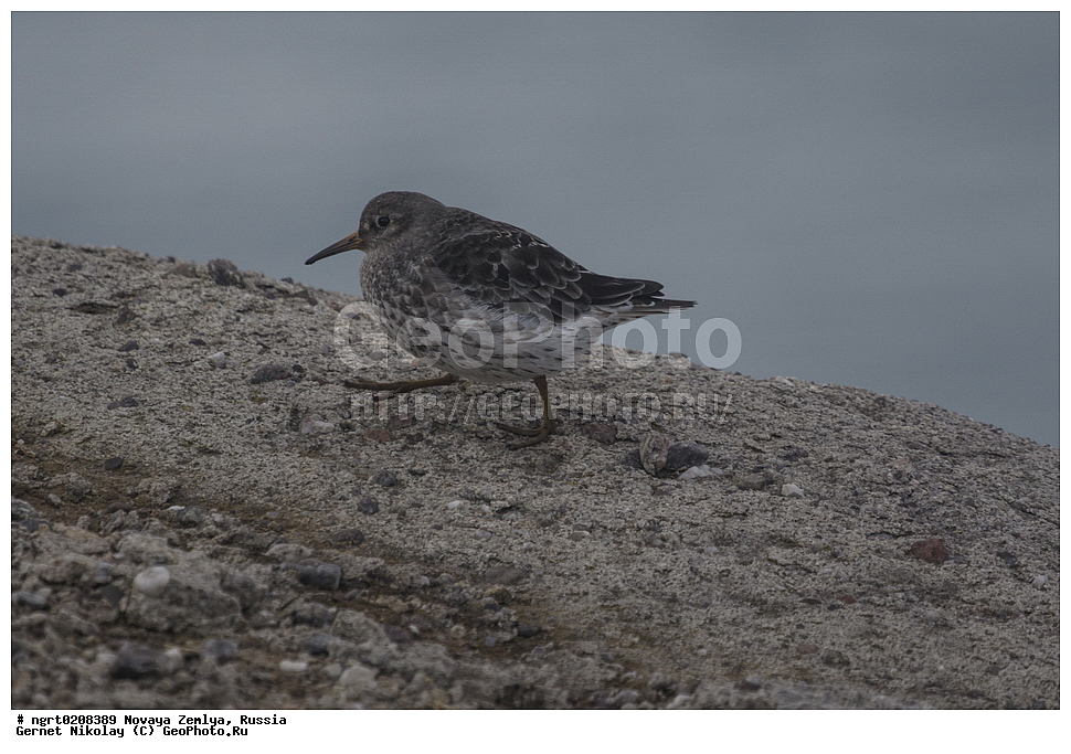 �������, ��������, ���������, �����, ���������, ������, �������� ���������� �����, �������� ��, ��� �������, ����� �����, ��������� ����, ������� ����, ��������, ��������, ��������, �����������, �����, �����, �����, ������, XYZ, ���������, Scolopacidae, ������� ��������, Calidris maritima