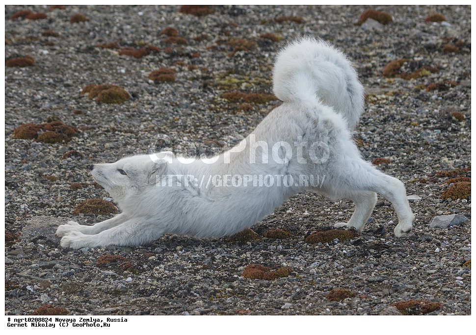 �������, ��������, ���������, �����, ���������, ������, �������� ���������� �����, �������� ��, ��� �������, ����� �����, ��������� ����, ������� ����, ��������, ��������, �������, ������, �������������, �������������, �����, �����, XYZ ������, �������, ������, Canidae, �����, �������� ������, Alopex Lagopus, Vulpes lagopus, ����������� ����