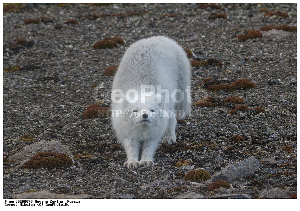 �������, ��������, ���������, �����, ���������, ������, �������� ���������� �����, �������� ��, ��� �������, ����� �����, ��������� ����, ������� ����, ��������, ��������, �������, ������, �������������, �������������, �����, �����, XYZ ������, �������, ������, Canidae, �����, �������� ������, Alopex Lagopus, Vulpes lagopus, ����������� ����