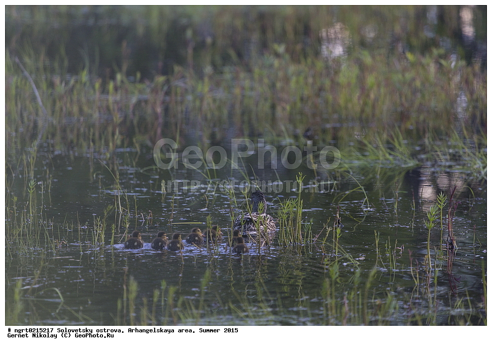 ���������� �������, �������, ������������� �������, ������, ����, 2015 ���, ��������, ��������, �����, �����, ��������, �����������, �����������������, ������������� �����, ������������� �����, XYZ, ������, Anatidae, ������, Anas platyrhynchos