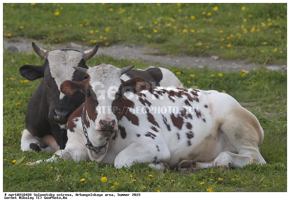 ���������� �������, �������, ������������� �������, ������, ����, 2015 ���, ��������, ��������, �������������, �������������, �����, �����, XYZ, ���������, Bovidae, ������, ���, ���, Bos taurus taurus