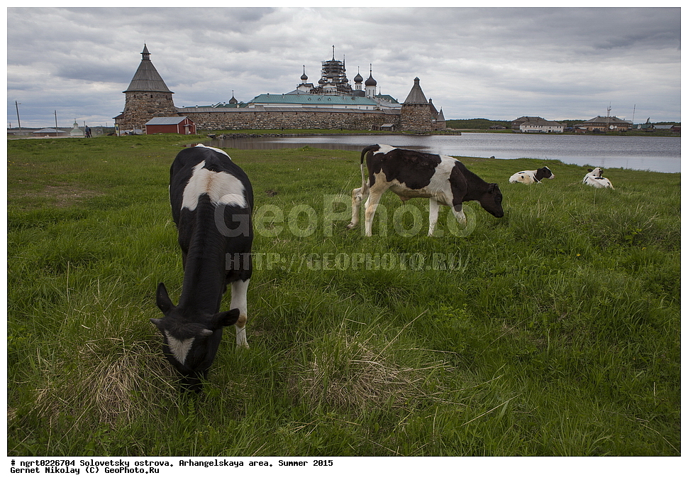 ���������� �������, �������, ������������� �������, ������, ����, 2015 ���, ��������, ��������, �������������, �������������, �����, �����, XYZ, ���������, Bovidae, ������, ���, ���, Bos taurus taurus