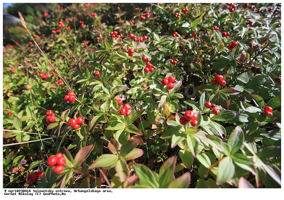  ���������� �������, �������, ������������� �������, ������, ������ ��������, �����, ��������, ���������� ��������, XYZ, ���������, Cornaceae, ĸ��� ��������, ����� ��������, ������� ��������, Chamaepericlymenum suecicum, Cornus suecica, �����, �����