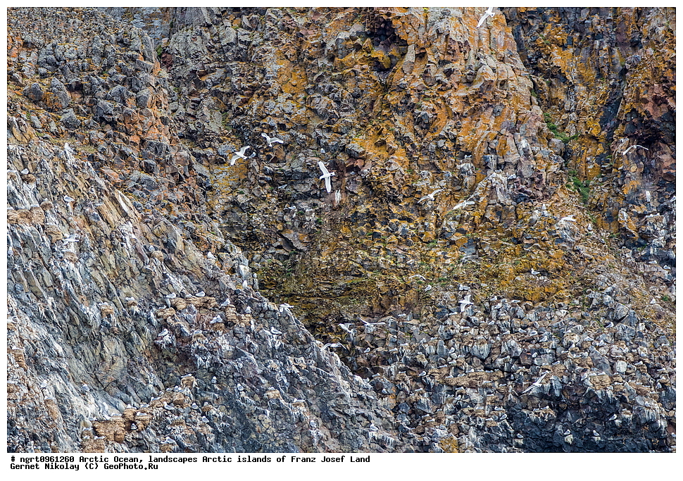 �������, ����� �� ��������, �������� ��������� �����, ������� �������, �����������, ����������� ������, �����, ������, ����� ������-������, ������, ��������, ��������, �����, �����, ��������, �����������, ������� �����, ������� �����, XYZ, ��������, Laridae, ������, Rissa tridactyla