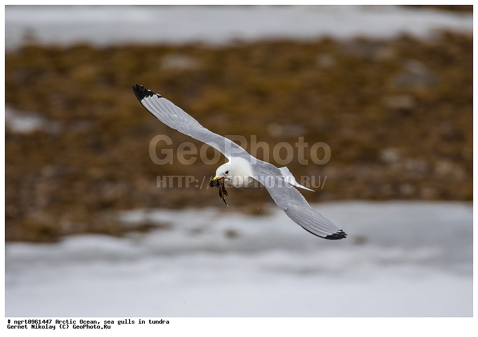 �������, ����� �� ��������, �������� ��������� �����, ������� �������, �����������, ����������� ������, �����, �����, ������, ��������, ��������, �����, �����, ��������, �����������, ������� �����, ������� �����, XYZ, ��������, Laridae, ������, Rissa tridactyla