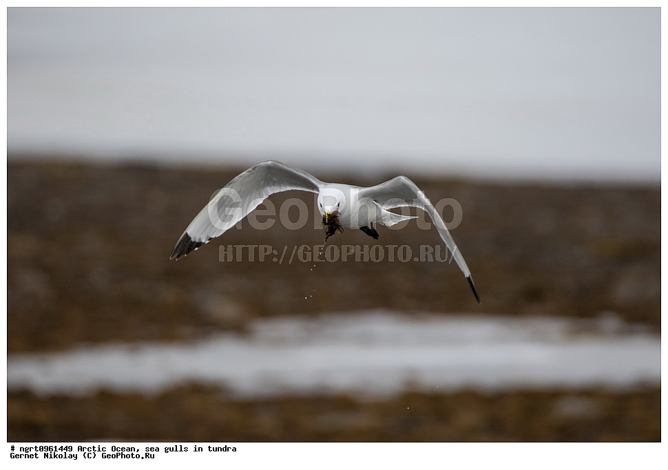 �������, ����� �� ��������, �������� ��������� �����, ������� �������, �����������, ����������� ������, �����, �����, ������, ��������, ��������, �����, �����, ��������, �����������, ������� �����, ������� �����, XYZ, ��������, Laridae, ������, Rissa tridactyla