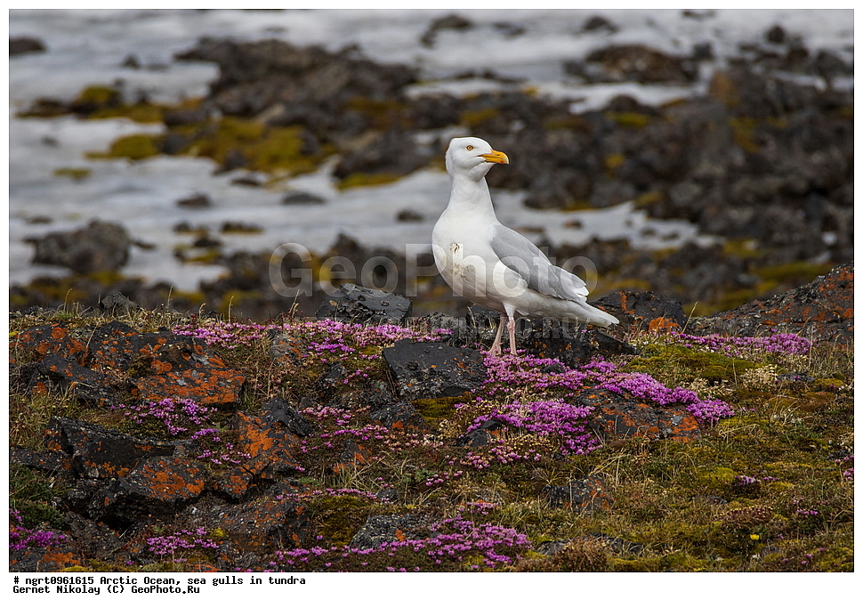 �������, ����� �� ��������, �������� ��������� �����, ������� �������, �����������, ����������� ������, �����, �����, ������, ��������, ��������, �����, �����, ��������, �����������, ������� �����, ������� �����, XYZ, ��������, Laridae, ����������, Larus hyperboreus