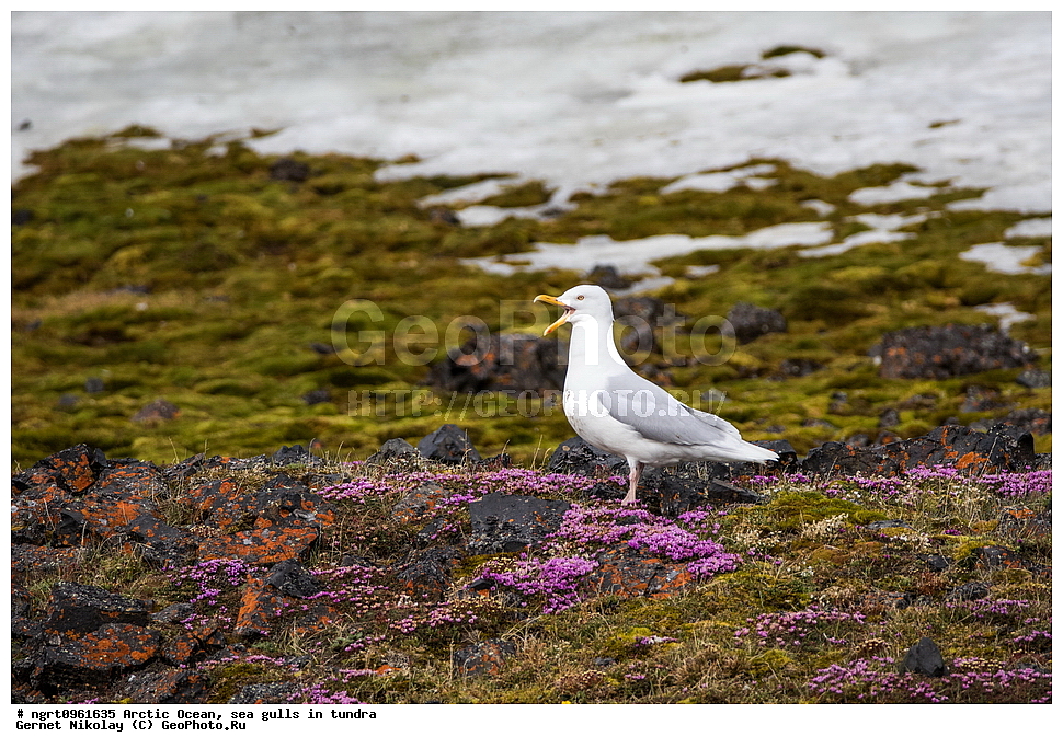 �������, ����� �� ��������, �������� ��������� �����, ������� �������, �����������, ����������� ������, �����, �����, ������, ��������, ��������, �����, �����, ��������, �����������, ������� �����, ������� �����, XYZ, ��������, Laridae, ����������, Larus hyperboreus