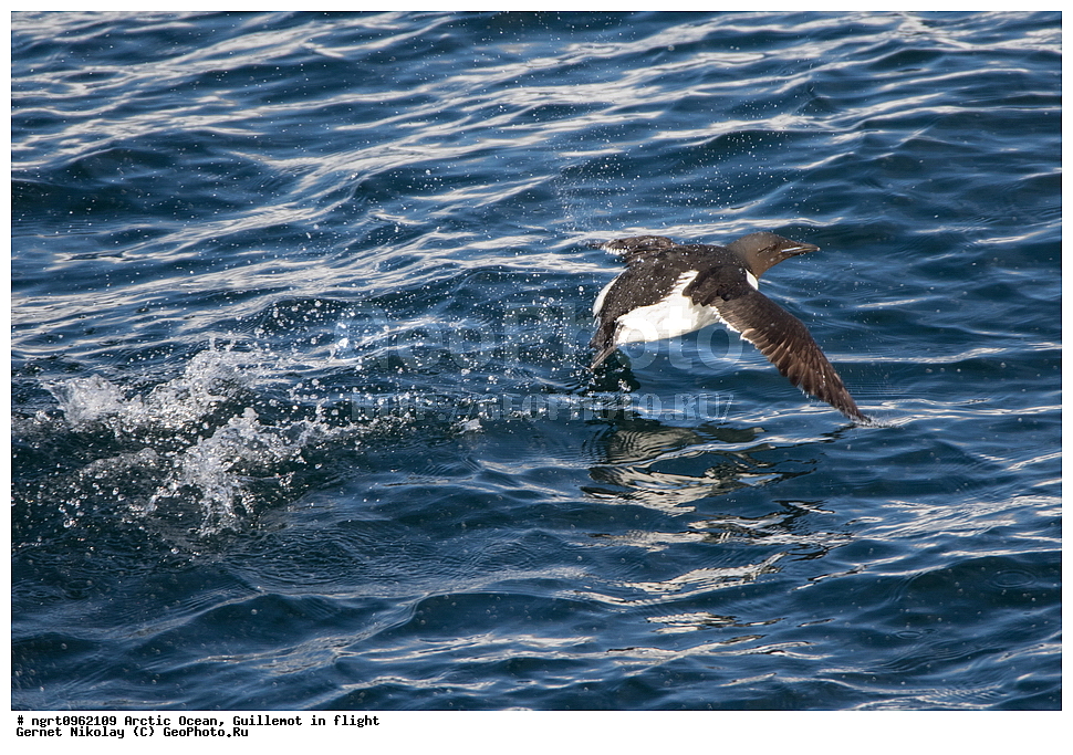 �������, ����� �� ��������, �������� ��������� �����, ������� �������, �����������, ����������� ������, �����, �����, �����, ����, ��������, ��������, �����, �����, ��������, �����������, ������� �����, ������� �����, XYZ, ����������, Alcidae, ������������ �����, ������������� �����, Uria lomvia