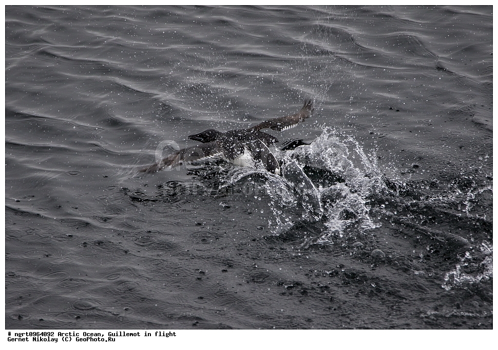 �������, ����� �� ��������, �������� ��������� �����, ������� �������, �����������, ����������� ������, �����, �����, �����, ����, ��������, ��������, �����, �����, ��������, �����������, ������� �����, ������� �����, XYZ, ����������, Alcidae, ������������ �����, ������������� �����, Uria lomvia