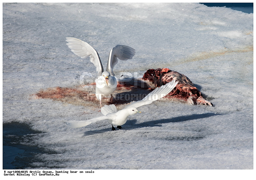 �������, ����� �� ��������, �������� ��������� �����, ������� �������, �����������, ����������� ������, �����, �����, �������, �����, ��������, ��������, �����, �����, ��������, �����������, ������� �����, ������� �����, XYZ, ��������, Laridae, ����� �����, Pagophila eburnea, ����������, Larus hyperboreus