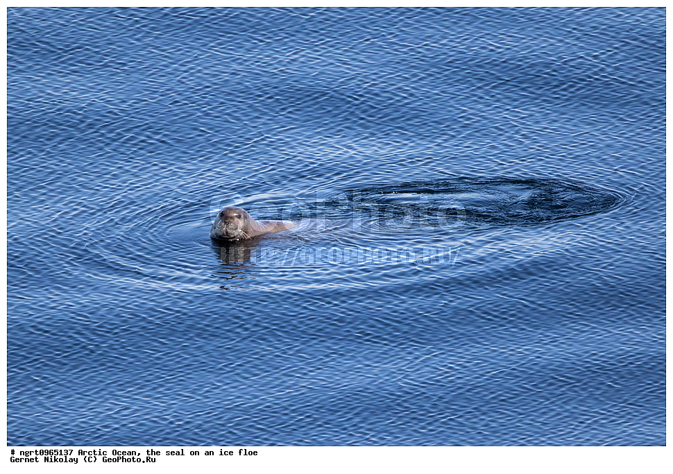 �������, ����� �� ��������, �������� ��������� �����, ������� �������, �����������, ����������� ������, �����, ������, ������, ��������, ��������, ������� �������������, ������� �������������, ������� �����, ������� �����, XYZ, ��������� ������, Phocidae, ������, ������� ����, Erignathus barbatus