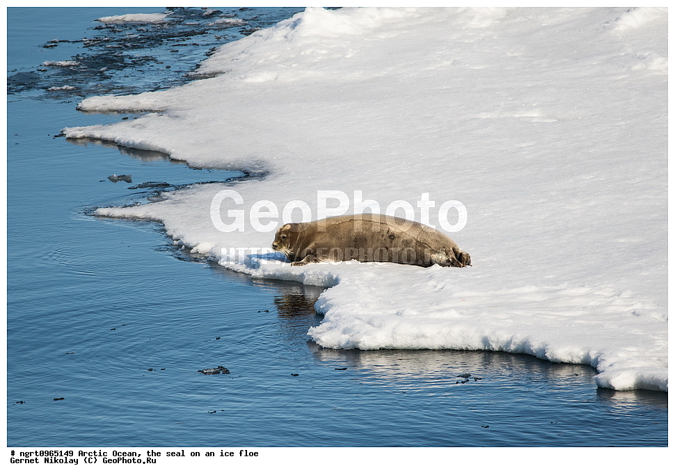 �������, ����� �� ��������, �������� ��������� �����, ������� �������, �����������, ����������� ������, �����, ������, ������, ��������, ��������, ������� �������������, ������� �������������, ������� �����, ������� �����, XYZ, ��������� ������, Phocidae, ������, ������� ����, Erignathus barbatus