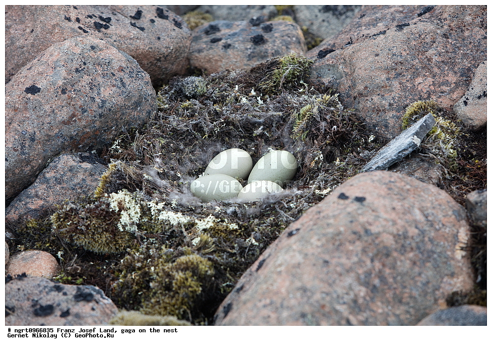 �������, ����� �� ��������, �������� ��������� �����, ������� �������, �����������, ����������� ������, ����� ������-������, ����, ������, ���, ����� ������ ������, ��������, ��������, �����, �����, ��������, �����������, �����������������, ������������� �����, ������������� �����, XYZ, ������, Anatidae, ������������ ����, Somateria mollissima