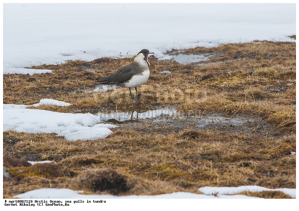 �������, ����� �� ��������, �������� ��������� �����, ������� �������, �����������, ����������� ������, �����, �����, ������, ��������, ��������, �����, �����, ��������, �����������, ������� �����, ������� �����, XYZ, ������������, Stercorariidae, �������������� ��������, Stercorarius parasiticus