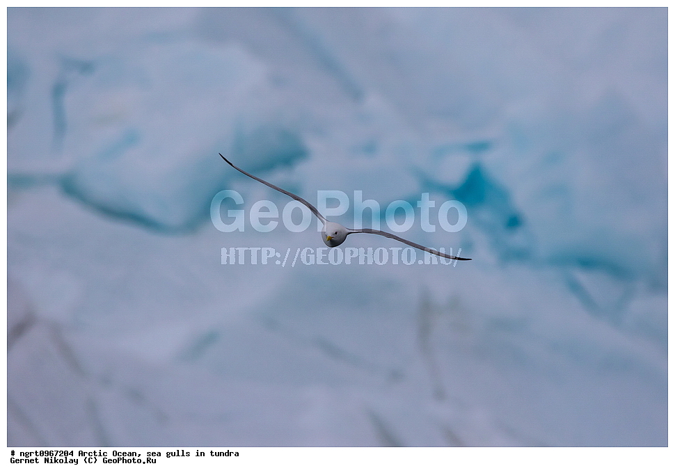 �������, ����� �� ��������, �������� ��������� �����, ������� �������, �����������, ����������� ������, �����, �����, ������, ��������, ��������, �����, �����, ��������, �����������, ������� �����, ������� �����, XYZ, ��������, Laridae, ������, Rissa tridactyla