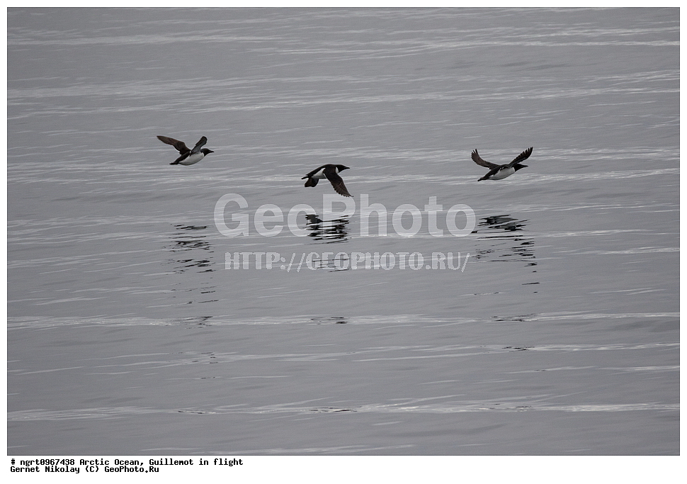 �������, ����� �� ��������, �������� ��������� �����, ������� �������, �����������, ����������� ������, �����, �����, �����, ����, ��������, ��������, �����, �����, ��������, �����������, ������� �����, ������� �����, XYZ, ����������, Alcidae, ������������ �����, ������������� �����, Uria lomvia