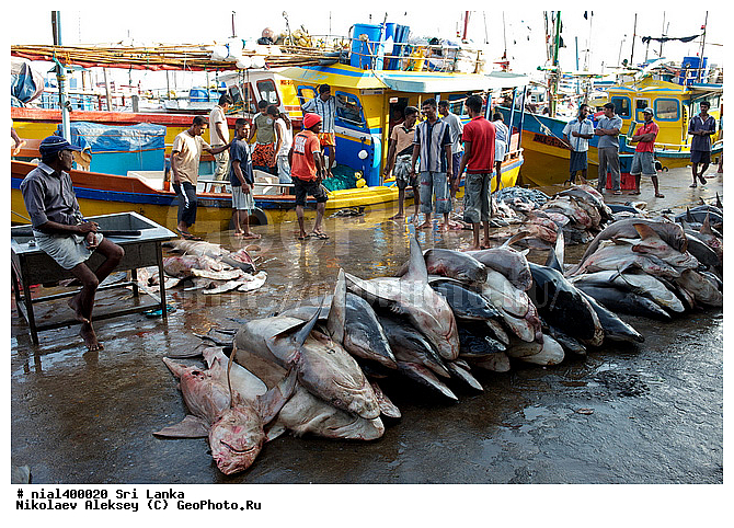 ��������, ���-�����, ����, �����