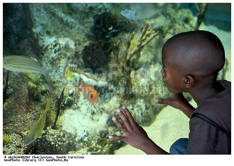 C��, ���������, ����� ��������