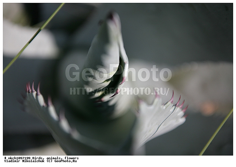 �����, ��������, �����