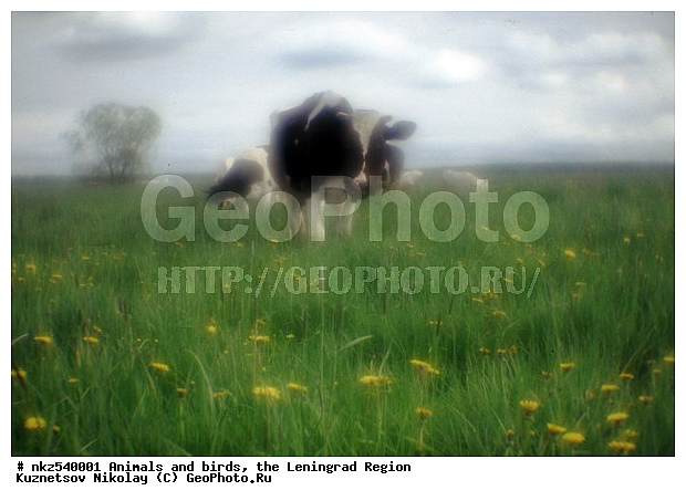 ������������� �������, ��������, ������, ����, ���, �����