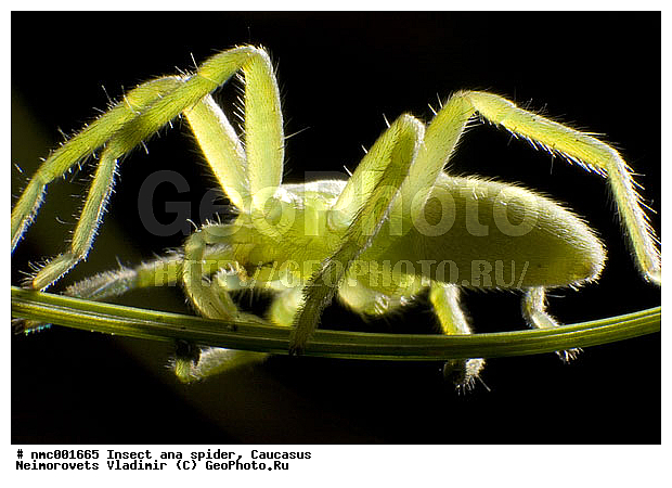 Micromata rosea, ��������� ����, ������������� ����, ��������������, ��������, �����