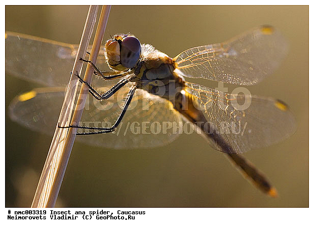 Insecta, Odonata, Sympetrum flaveolum, ������������� ����, ���������, ������, ����, �����, ��������, ������, ��������, ��������, �������� ������, ��������������, �������������, ��������������