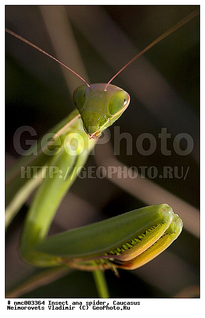 Mantis religiosa, ������� ������������, ��������������, �������, ��������, ���������, �������, ��������, ��������, ���������, ���������, XYZ, ��������� ��������, Mantidae, ������������ �������, ������� �����������, Mantis religiosa, ��������������, �������������, ��������������