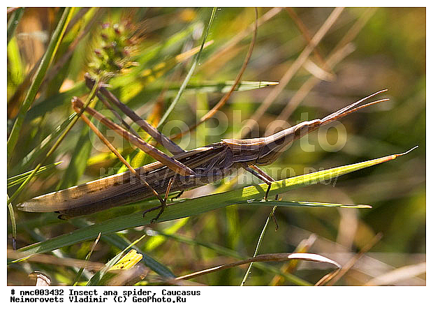 Acrida bicolor, Insecta, Orthoptera, ������ ������������, ������������� ����, ���������, �����������, ��������, �����, ��������������, �������������, ��������, ��������, ���������, ���������, ��������������, �������������, XYZ, ��������� ����������, Acrididae, ������ ������������, ������ ����������, ������������ ������, ���������� ������ ����������, Acrida bicolor, Acrida algeriana, Acrida bosphorica, Acrida deminuta, Acrida leopoldi, Acrida lombardica, Acrida orientalis, Acrida tesselata, Truxalis bicolor, Truxalis pellucida, ��������������