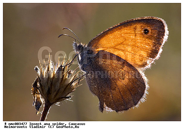 Maniola jurtina, ���������� ��������, ������� ����, ������������� ����, �������, ��������������, ��������, ���������, ��������������, �������������, ��������, ��������, ���������, ���������, �����������, �������, �������, XYZ, �����������, ����������, ������, ��������, Satyridae, ������� ����, ���������� ��������, ������������ ������� ����, Maniola jurtina, ��������������