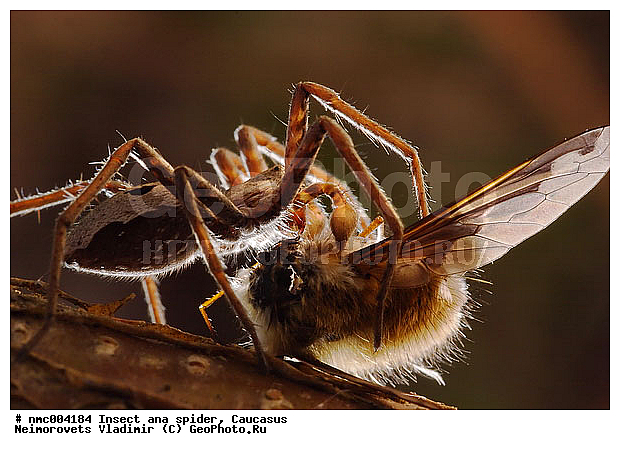 Pisaura mirabilis, ������������� ����, ��������������, ��������, ����-�������, �����