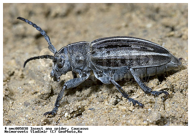 Cerambycidae, Coleoptera, Dorcadion holosericeum holosericeum, Insecta, ������������� ����, ��������, ���, ���-����