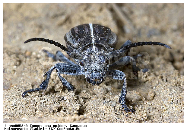 Dorcadion holosericeum, ������������� ����, ��������������, ��������, ���, ���-����, �������, ���������, ��������������, �������������, ��������������