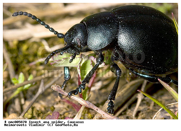 Coleoptera, Insecta, Timarcha, ������������� ����, ��������, ���, ���-�������