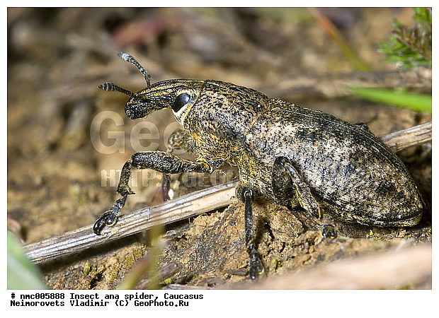 Coleoptera, Cyphocleonus dealbatus, Insecta, ����������-����� �����������, ��������, ���, ���-����������, ���������, ��������������, �������������, ��������������