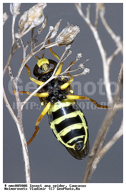 Syrphidae, ������������� ����, ��������������, ��������, ����, ���������, ��������������, �������������, ��������������