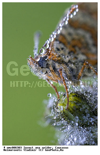 Clossiana euphrosyne, Insecta, Lepidoptera, animal, ������������� ����, �������������, ������������� ���������, ������������� ���������, �������, ����