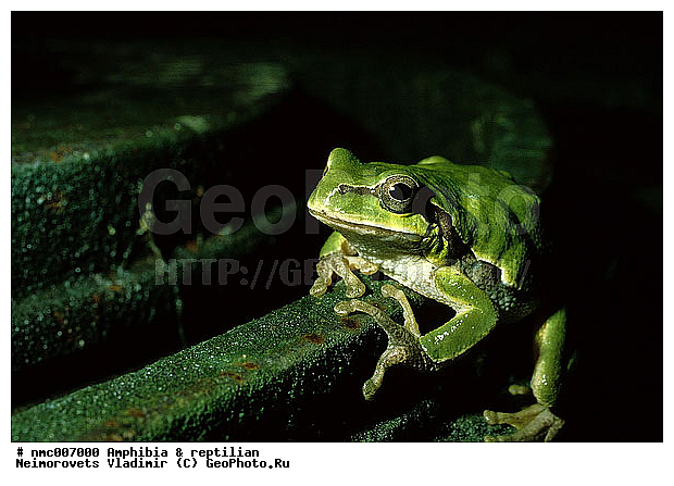 Amphibia, Hyla arborea schelkownikawi, �������, ��������, ������ ������������, ����, ������������� ����, ������, ��������, ��������, �����������, �����������, �������, �������, �������, �������, XYZ, ������, ��������� �������, ����������, Hylidae, ������������ ������, ����������, Hyla arborea, ������ ������������, schelkownikowi, ������ ������������