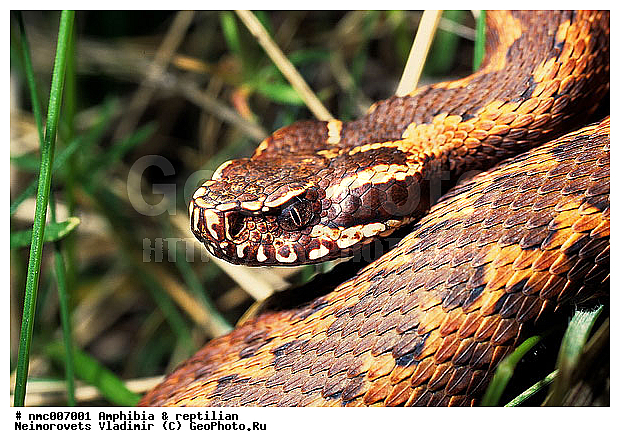 Pelias orlovi, �����-���, �����-���, ��������, ������, ������ ������, ��������, ����, �������, ������������ ����������� �������� ������� "���� �����-���", ������������� ����, ������, ��������, ��������, ��������������, ��������������, ��������, ��������, XYZ, ���������, Viperidae, Vipera kaznakovi, Vipera dinniki orlovi, ������ ������, Vipera orlovi, Pelias orlovi, ����, ����