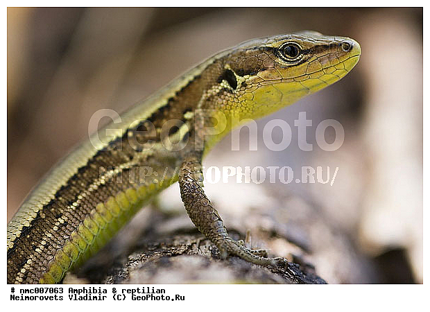 Lacerta praticola, ��������, ��������, �������, ������� �������