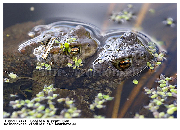 Amphibia, Bufo bufo, amphibian, animal, ������� ����, ���� ������������, ���� �����, �������, �����������, ����� � �����, ������������� �������, ������������ �����, ������, ��������, ��������, �����������, �����������, �������, �������, �������, �������, XYZ, ����, ��������� ����, Bufonidae, ���������