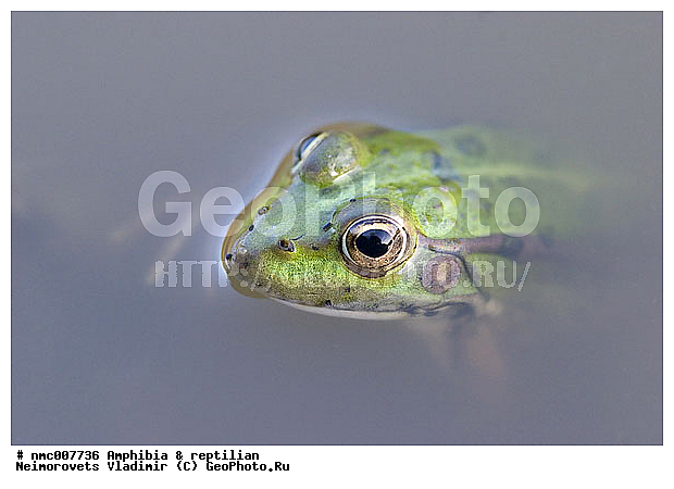 Amphibia, Rana ridibunda, �������, ����, ��������, �������, ������� ������, �������, ������������� ����, ������, ��������, ��������, �����������, �����������, �������, �������, �������, �������, XYZ, ��������� �������, Ranidae, ������ �������, ������� �������, Pelophylax ridibundus